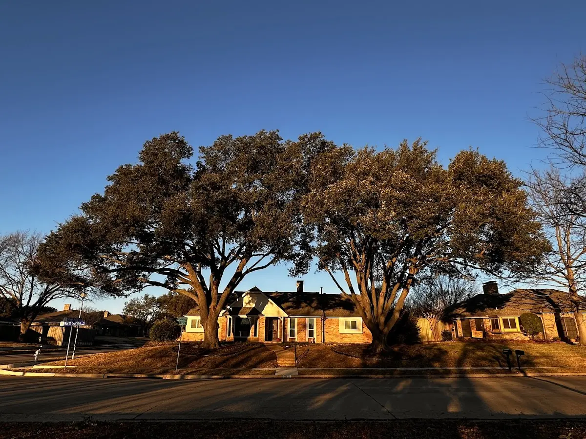Established residential canopy tree shading a home in Sugar Grove